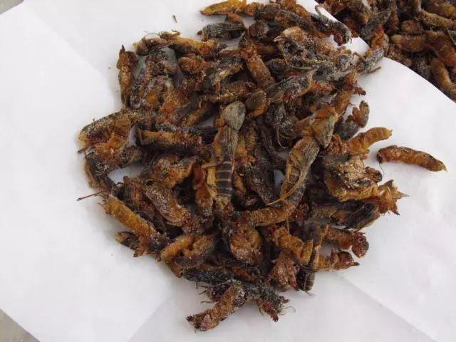 东莞随处可见的虫，网上竟卖到798蚊/斤！比禾虫还贵！