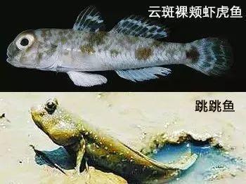 @东莞人，最近别吃这种鱼和这些菜：有毒可致命！快转告家人
