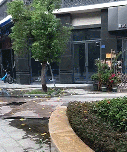 视频疯传！东莞街头三男子残忍虐狗！阿拉斯加当街被吊死！
