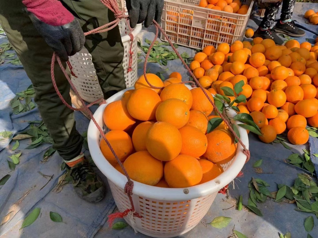助力！万亩江西赣南脐橙成熟，仅【11.8元/箱】第一批新鲜采摘，汁水四溢、香甜可口！！