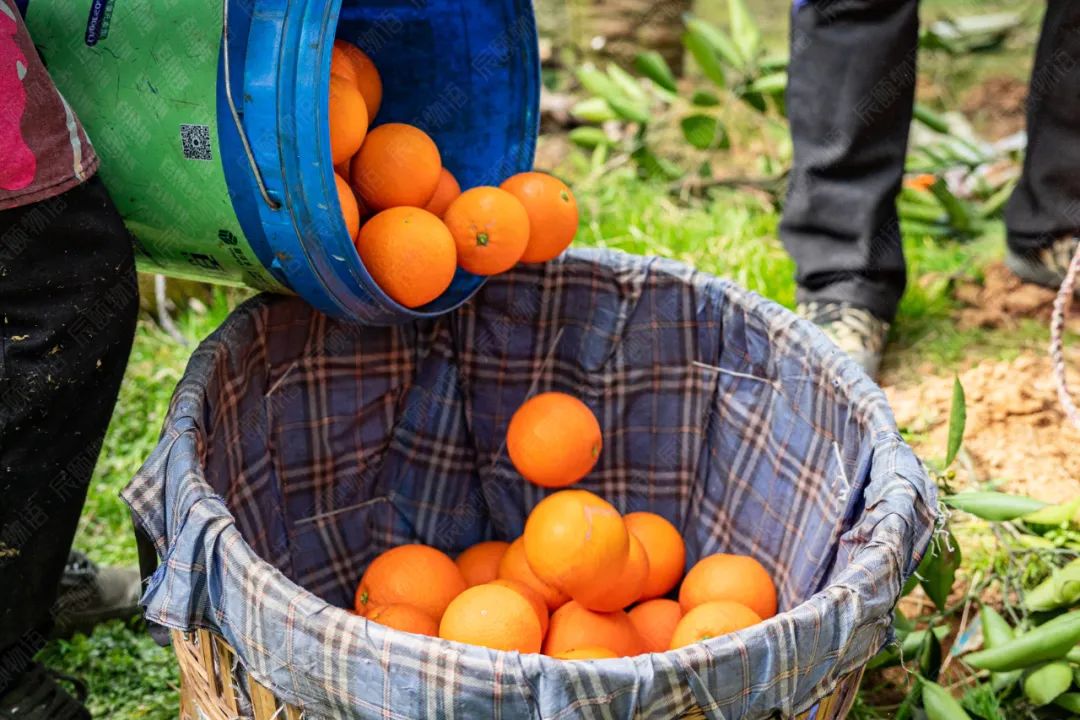 可以“喝着吃”的奉节脐橙29.9/箱，鲜嫩多汁 ，入口化渣，果农们肩挑背扛的大山好果！