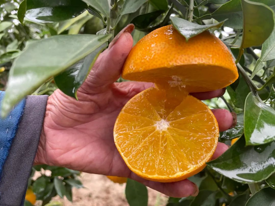 超80万斤爱媛果冻橙正在下树，29.9/箱皮薄爆汁，香甜细腻，富含维生素，7旬果农期待您的支持！