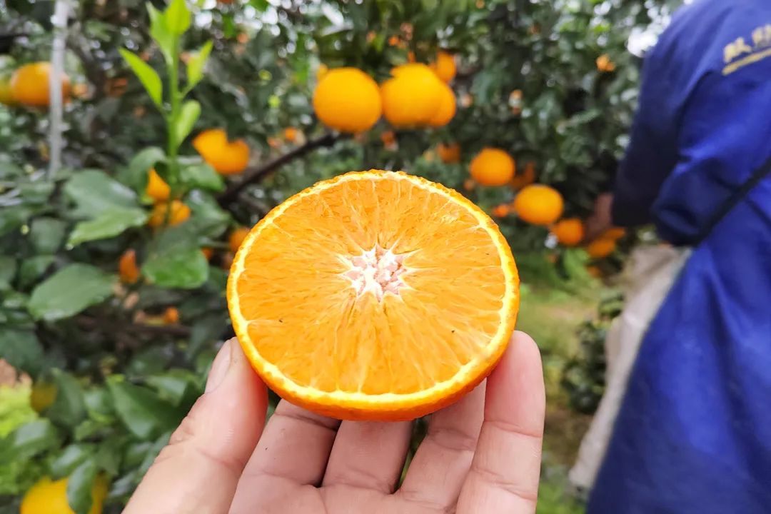超80万斤爱媛果冻橙正在下树，29.9/箱皮薄爆汁，香甜细腻，富含维生素，7旬果农期待您的支持！