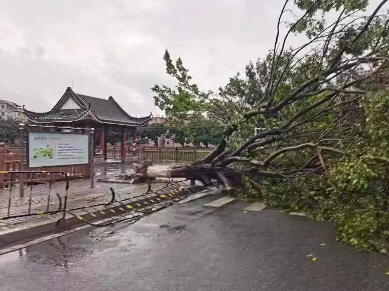 可怕! 树木倒塌、车辆被砸...！东莞突发10级狂风+暴雨+雷暴！